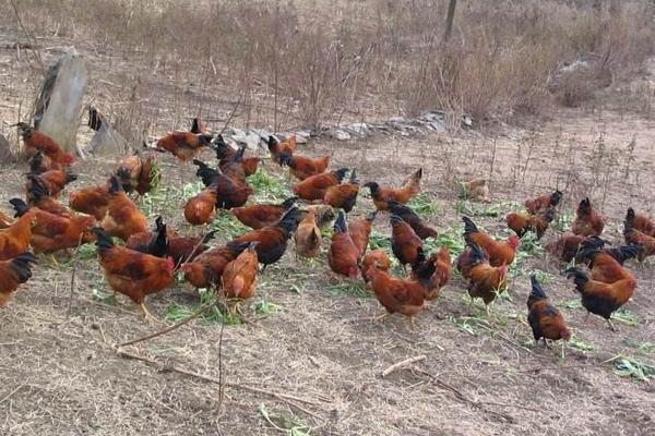 冬季土雞產(chǎn)蛋量因環(huán)境而異