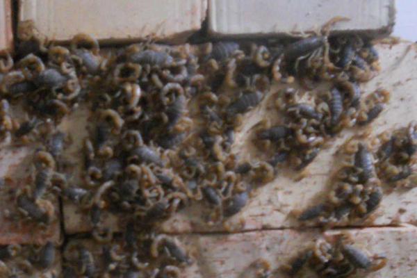 蝎子養殖風險利潤并存