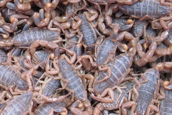 蝎子養殖風險利潤并存