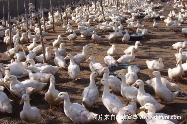 養鴨過程中常見的5種傳染疾病及防治方法