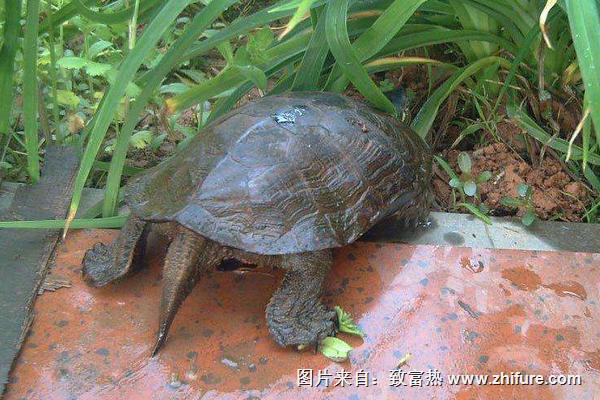 冬天烏龜怎么養