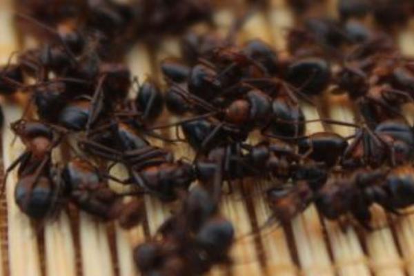 螞蟻干保存方法或加工螞蟻產品