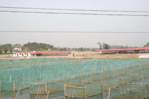 網(wǎng)箱養(yǎng)泥鰍