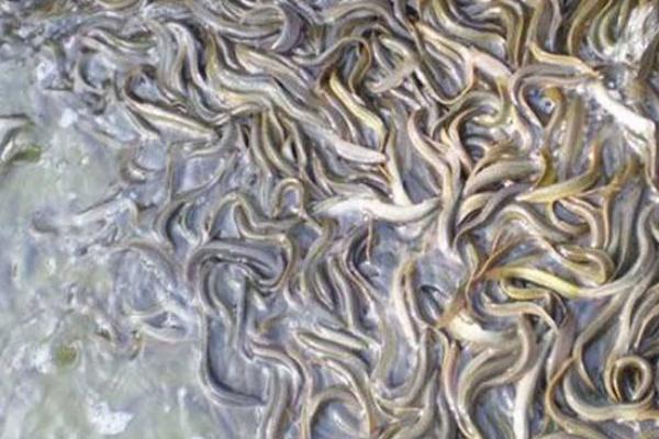 網(wǎng)箱養(yǎng)泥鰍