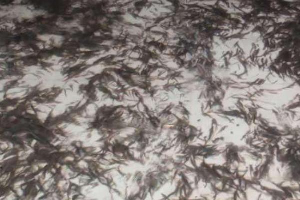 網(wǎng)箱養(yǎng)泥鰍