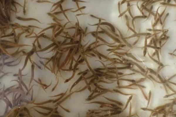 網(wǎng)箱養(yǎng)泥鰍