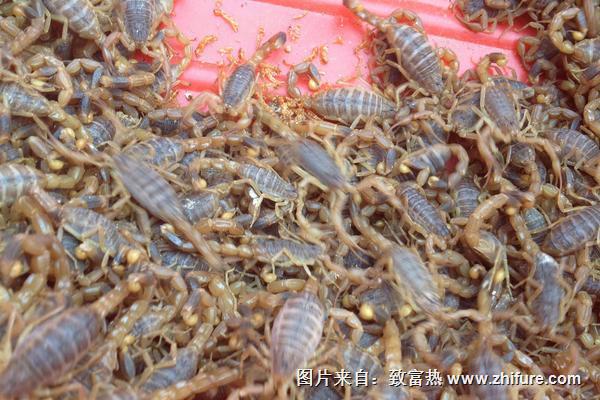 蝎子養(yǎng)殖風(fēng)險(xiǎn)利潤(rùn)并存