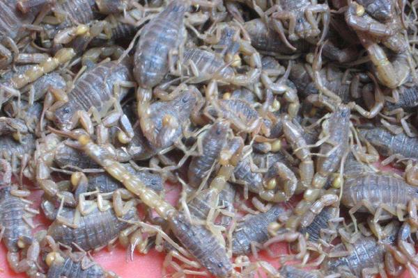 蝎子養殖風險利潤并存