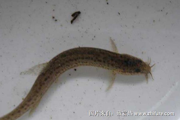 一畝養泥鰍場利潤多少