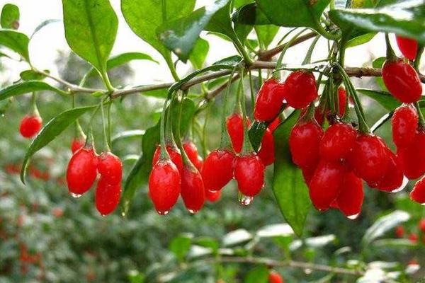 寧夏枸杞種植技術(shù)