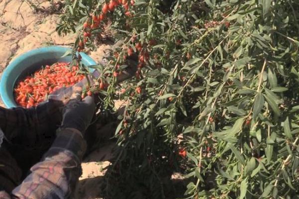 寧夏枸杞種植技術(shù)