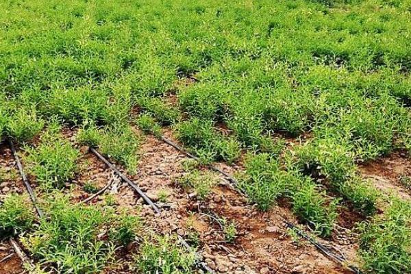 近期市場黃芪走俏將入高價期