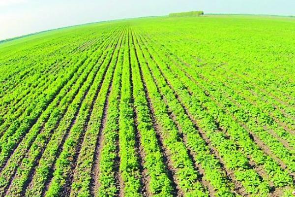 近期市場黃芪走俏將入高價期