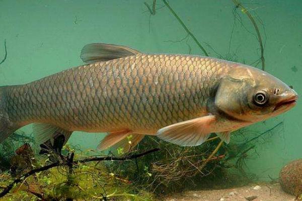 養殖青魚人工繁殖的技術