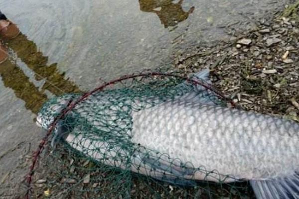 養殖青魚人工繁殖的技術