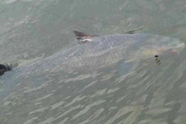 養殖青魚人工繁殖的技術