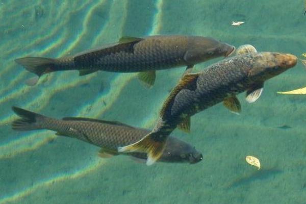 養殖青魚人工繁殖的技術