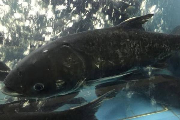 網箱如何養殖花鰱