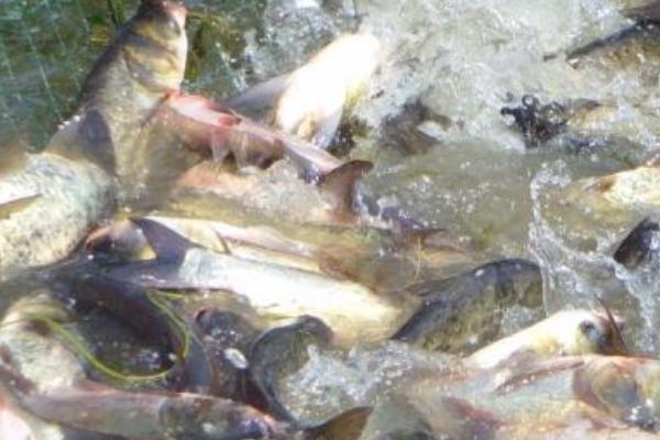 網箱如何養殖花鰱