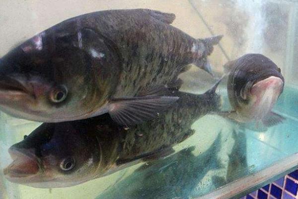 網箱如何養殖花鰱