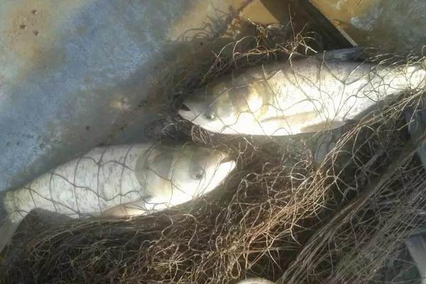 網箱如何養殖花鰱