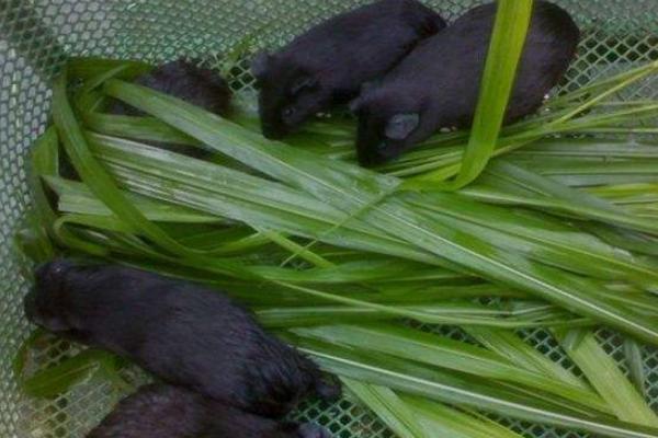 養黑豚的市場前景