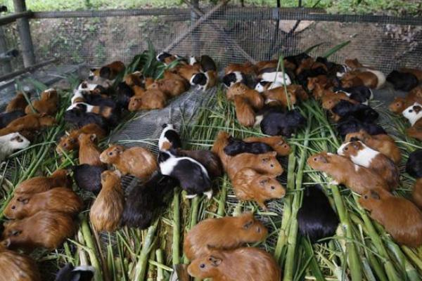 養黑豚的市場前景