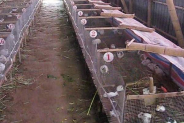 養黑豚的市場前景