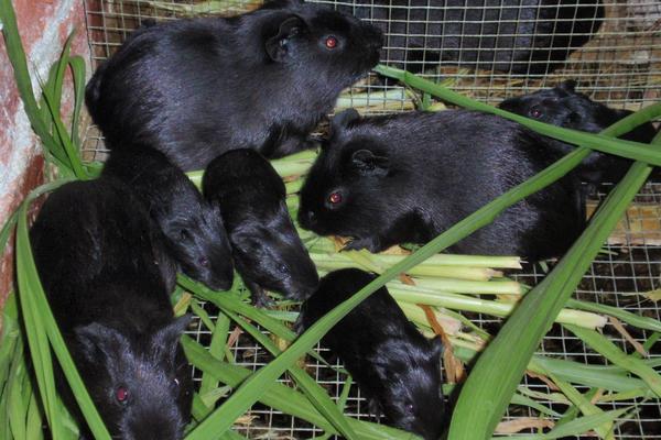 養黑豚的市場前景