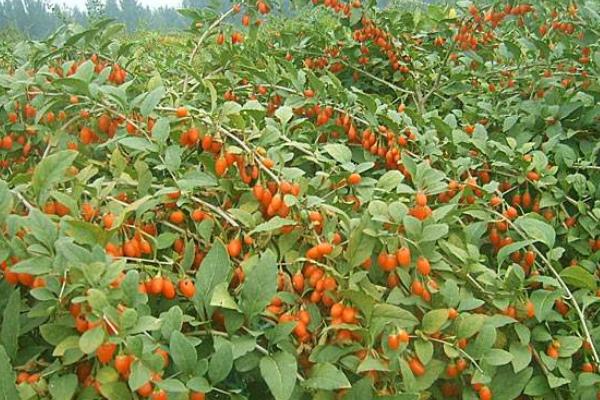 寧夏枸杞種植技術(shù)