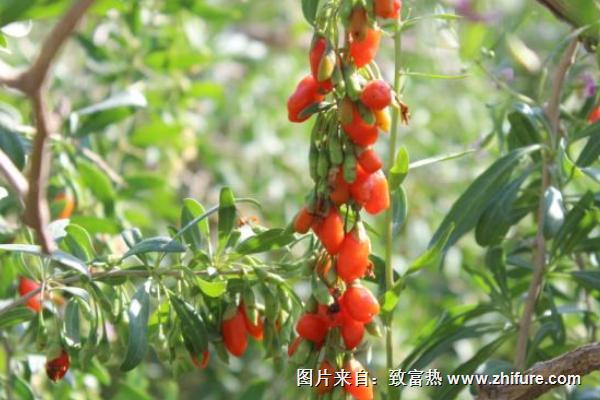 寧夏枸杞種植技術