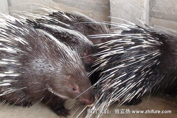 豪豬養(yǎng)殖可行性報(bào)告