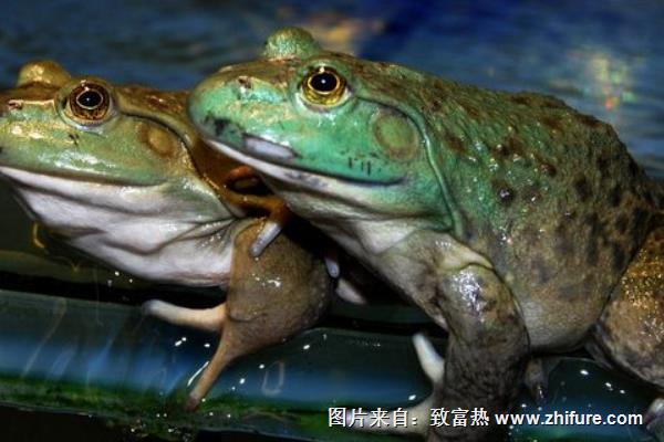 牛蛙流水式養(yǎng)殖技術(shù)