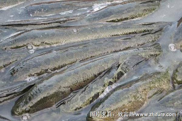 黑魚養(yǎng)殖飼養(yǎng)前準(zhǔn)備