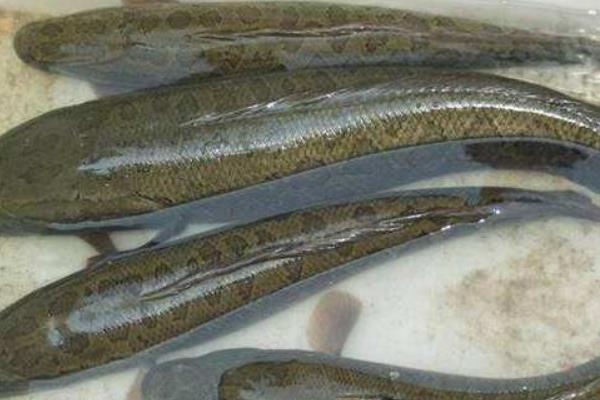 黑魚養(yǎng)殖飼養(yǎng)前準(zhǔn)備