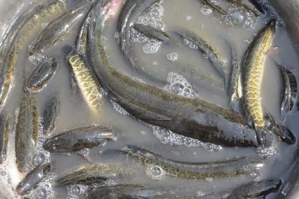 黑魚養(yǎng)殖飼養(yǎng)前準(zhǔn)備