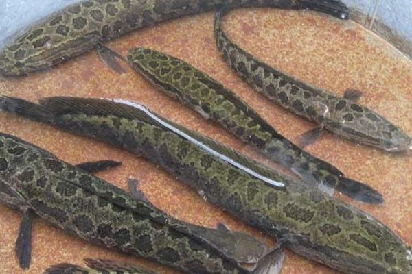 黑魚養(yǎng)殖飼養(yǎng)前準(zhǔn)備