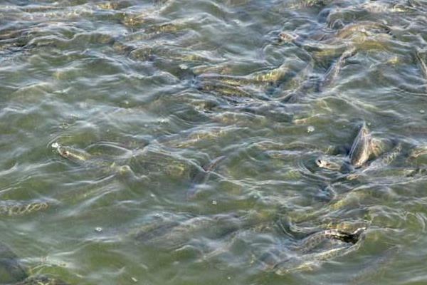 黑魚養(yǎng)殖飼養(yǎng)前準(zhǔn)備