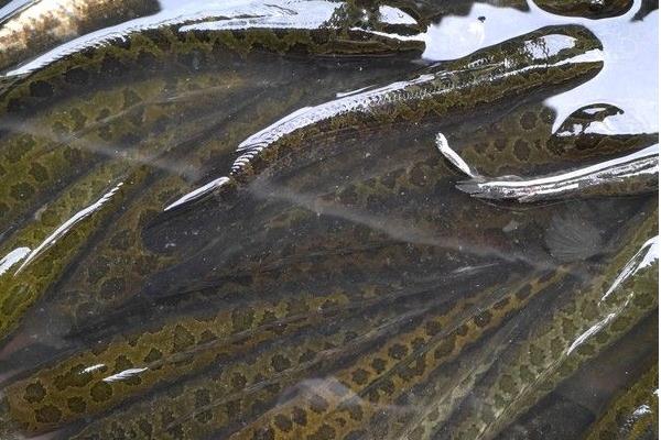 黑魚養(yǎng)殖飼養(yǎng)前準(zhǔn)備