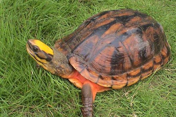 養100只金錢龜能賺多少錢?養金錢龜的成本和利潤