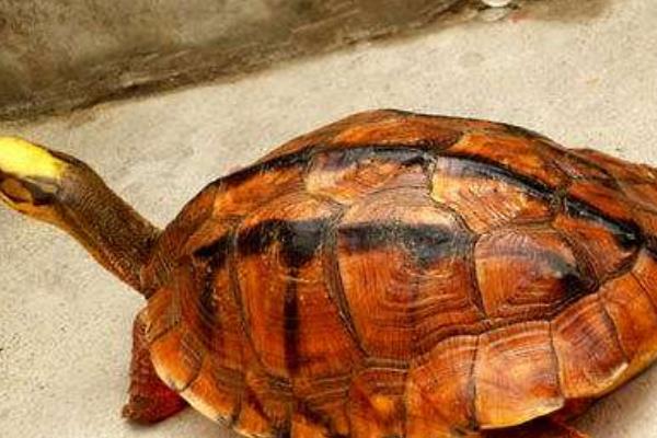 養100只金錢龜能賺多少錢?養金錢龜的成本和利潤