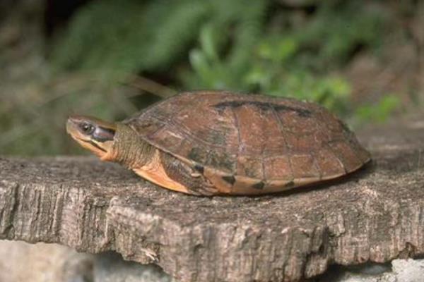 養100只金錢龜能賺多少錢?養金錢龜的成本和利潤