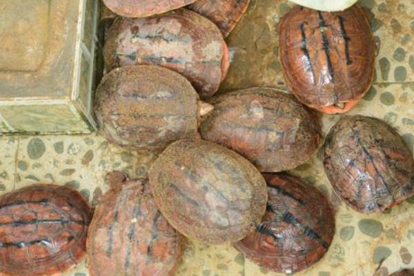 養100只金錢龜能賺多少錢?養金錢龜的成本和利潤