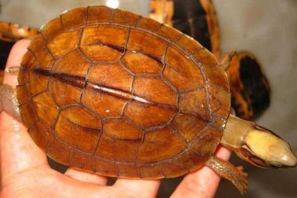 養100只金錢龜能賺多少錢?養金錢龜的成本和利潤