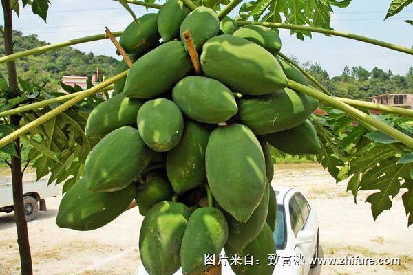 2018種木瓜賺錢嗎？木瓜種植的利潤(rùn)與投資成本及前景預(yù)測(cè)