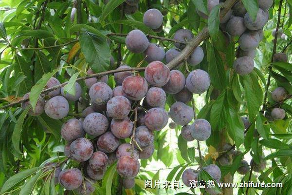 李子樹嫁接時間和方法