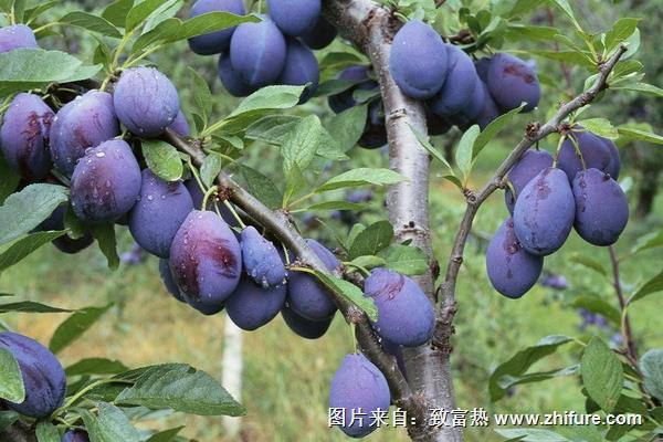 李子樹幾年結果