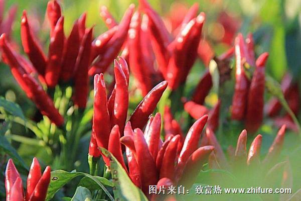 2018種辣椒賺錢嗎？辣椒種植的利潤與投資成本及前景預測