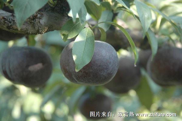 晚熟李子優良品種有哪些