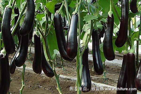 2018種茄子賺錢嗎？茄子種植的利潤與投資成本及前景預測